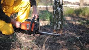 Professional  Tree Services in Mendenhall, MS